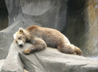 Now That The Holidays Are Over, These Animals Are Seriously Depressed