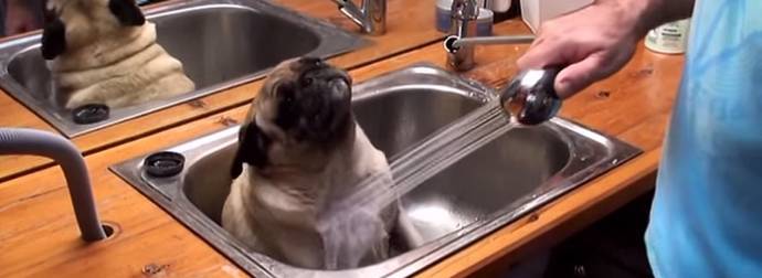 This Adorable, Chubby Pug Really, Really Enjoys His Bathtime