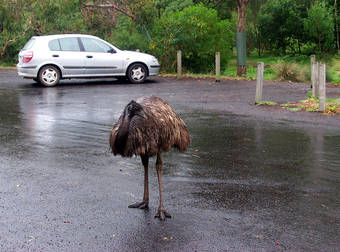 Escaped Emu Decides To Go For A Jog Along Busy Highway In Israel