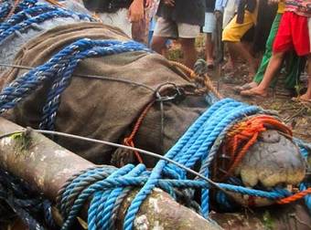 The World’s Largest Crocodile Caught In The Philippines Is Beyond Terrifying