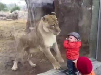 Whether This Lioness Wants To Play With Or Eat This Little Boy Is Uncertain