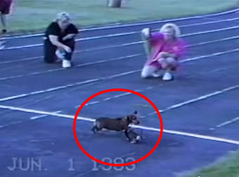 Dachshund Cheats His Way To Victory During A Friendly Dog Race