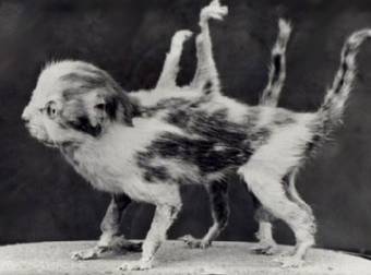 The Art Of Taxidermy Got Really Out Of Hand Creepy In Victorian England