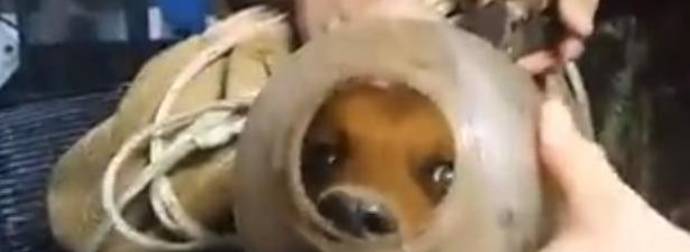 A Puppy Had A Hard, Plastic Container Stuck On His Head For Two Months