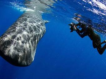 Forget About Oil Spills, Sperm Whales Are Doing A Good Job Polluting The Ocean