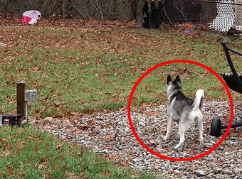 Cautious Husky Puppy Is Suspicious Of A Stray Plastic Bag In His Backyard