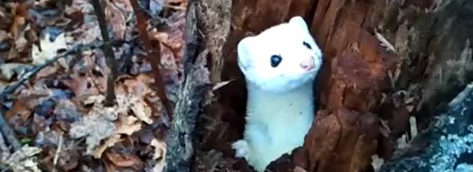 A Hunter Stumbled Upon The Cutest Critter While Out In The Woods