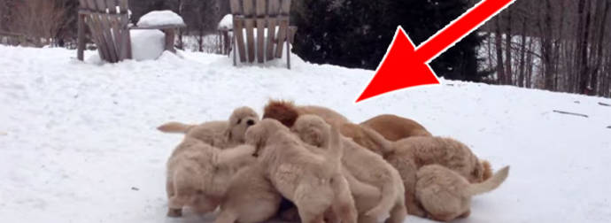 Golden Retriever Mom Plays With Her Adorable Puppies, Gets Toppled By Them