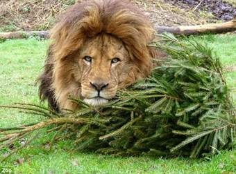 This Lion Did The Cutest Thing Ever With Your Christmas Trash