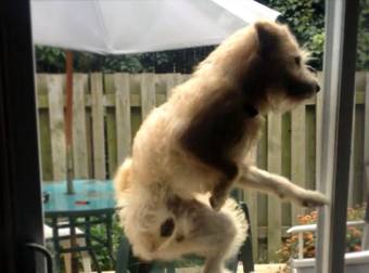 This Dog’s Vertical Jumping Skills Should Get Him Into the Pet Olympics.