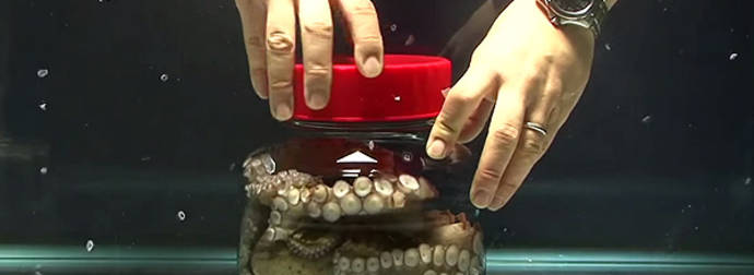 Watch As An Octopus Stuck In A Jar Unscrews The Lid From The Inside