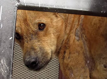 This Terrified Dog Became Stuck In A Gate, But Watch His Amazing Rescue