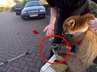 Fox Gets Caught In A Deadly Illegal Trap, Forcing Animal Rescuers To Do Something Dire