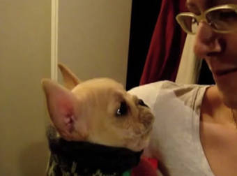 Adorable Talking Frenchie Tells His Owners How Much He Loves Them