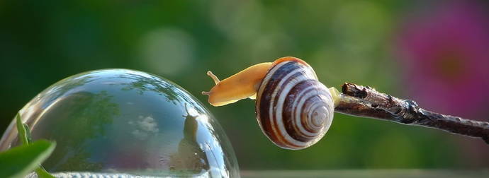 A Photographer Captured The Secret Life Of Snails In These Amazing Photos