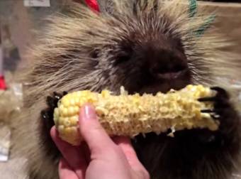 This Precious Porcupine Will Make You Hungry For Corn On The Cob