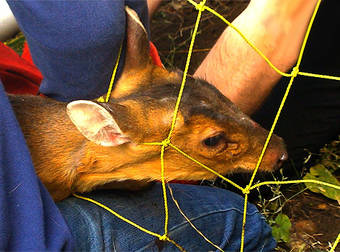 A Tiny Deer Didn’t Want To Be Caught, But Kind-Hearted People Still Helped.