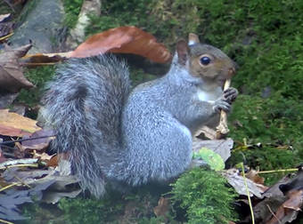 A Wild Squirrel Was Caught On Camera Seemingly Playing A Cute Flute Solo