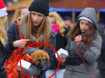 She Tried To Pet This Puppy, But Quickly Changed Her Mind After This Reaction