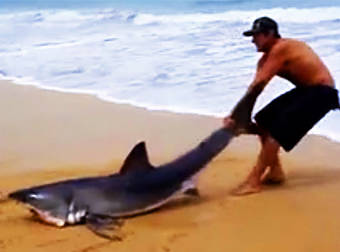 Man Saves A Beached Great White Shark By Dragging It Back Into The Ocean