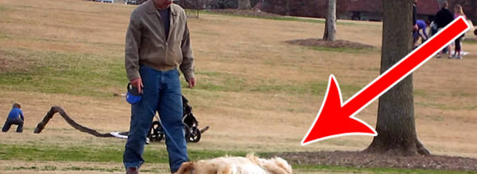 Lazy Dog Doesn’t Want To Leave The Park…Until His Owner Tricks Him