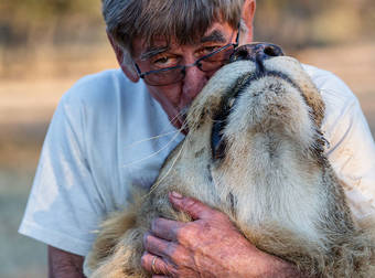 This Is The Story Of A Man And His Best Friend, A Lion Named Zion