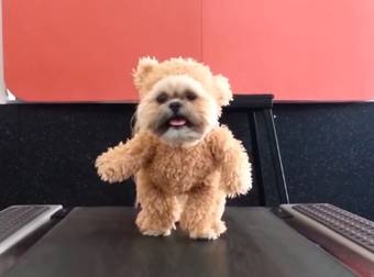 How Munchkin The Dog Gets Her Daily Exercise Is Overwhelmingly Cute