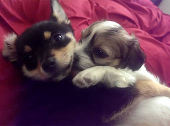 These Spooning Puppies Just Can’t Keep Their Paws Off Each Other.