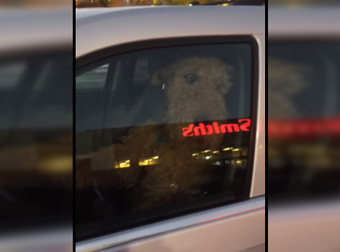 This Dog Is So Bored Of Waiting For His Owner That He Actually Honks The Horn.