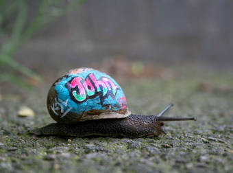 Give A Snail A Paint Job And You Just Might Save Its Life. Plus, It’ll Look Super Cute.