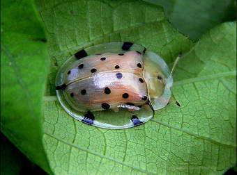 These Creatures Are Completely Transparent…And Absolutely Bizarre.