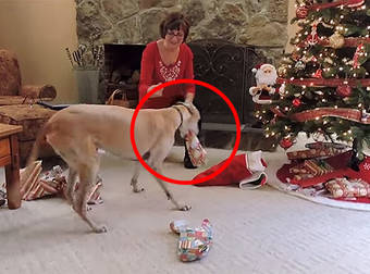 Gracie The Greyhound Absolutely Loves Opening Her Christmas Presents