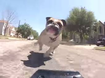 Bulldog Chases After Toy Car For The Best Dog Workout Idea Ever