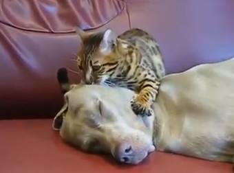 This Cat May Have Some Ulterior Motives When He Tries To Calm Down His Doggie Pal